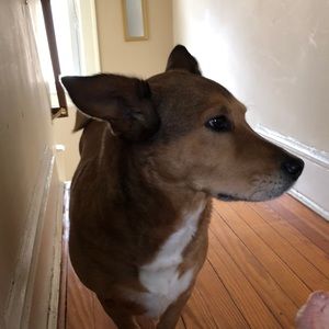 Meet your Posher, Dion